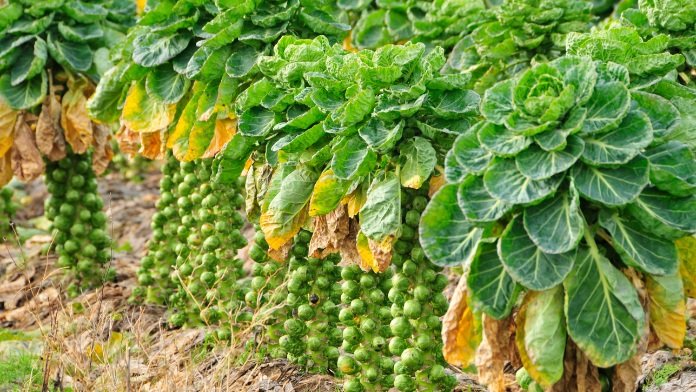 Brussel Sprouts in Pots