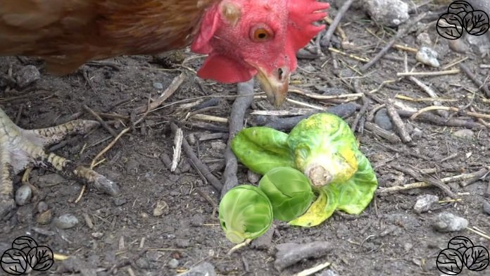 can chickens eat Brussels sprouts