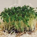 Daikon Sprouts