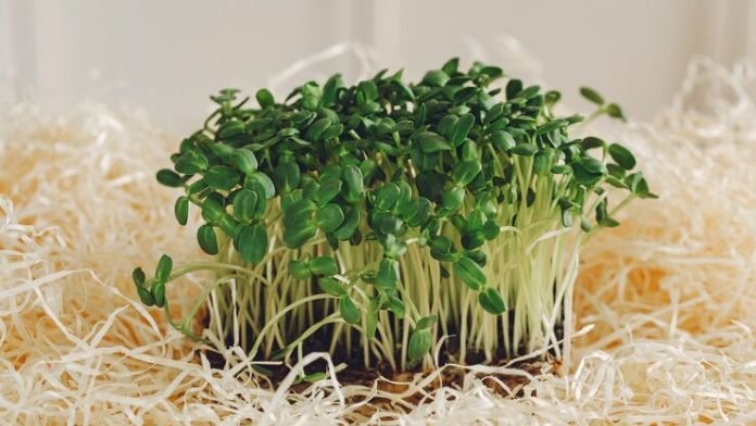 Daikon Sprouts