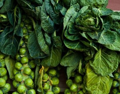 Brussel Sprouts in Pots