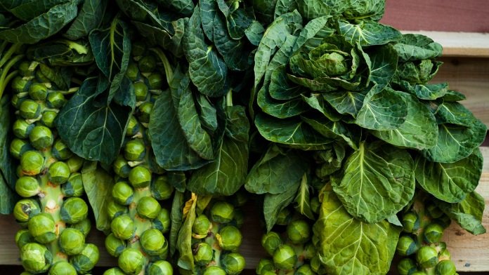 Brussel Sprouts in Pots