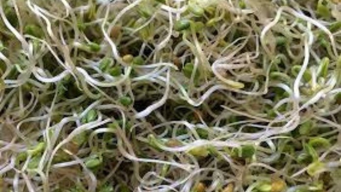 clover sprouts