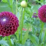 Dahlia Sprouts