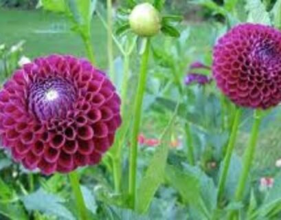 Dahlia Sprouts