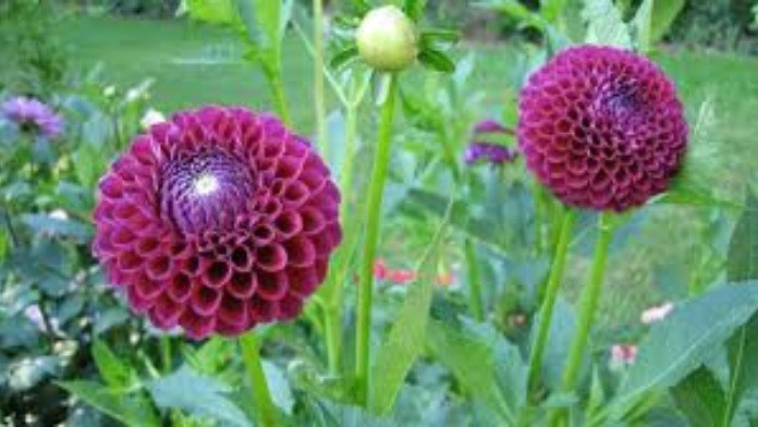 Dahlia Sprouts