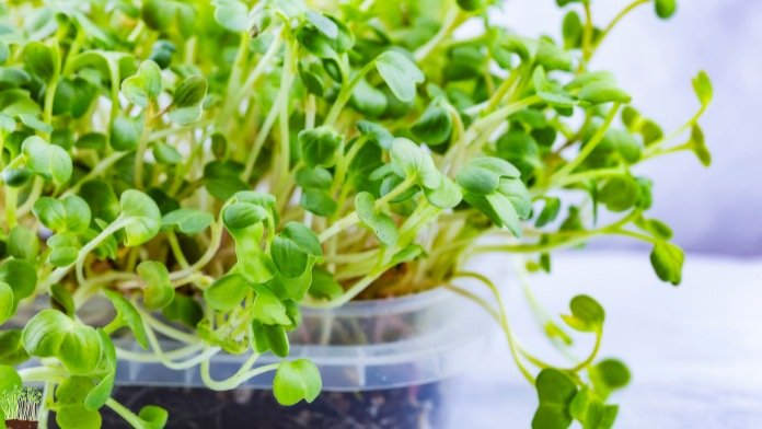 Basil Sprouts