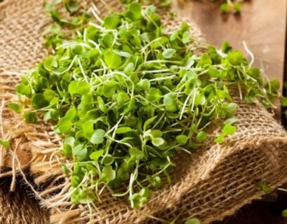 arugula sprouts