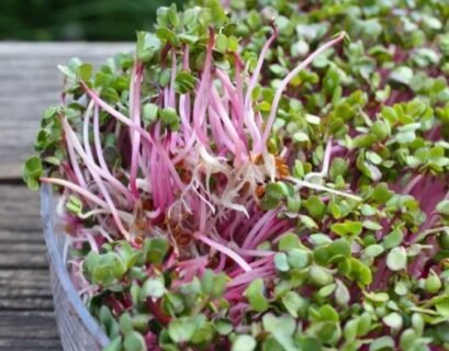 Radish Sprouts