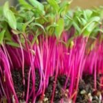 Beet Sprouts