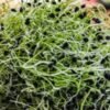 Chive Sprouts