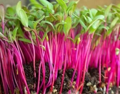 Beet Sprouts