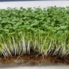 Mustard Sprouts