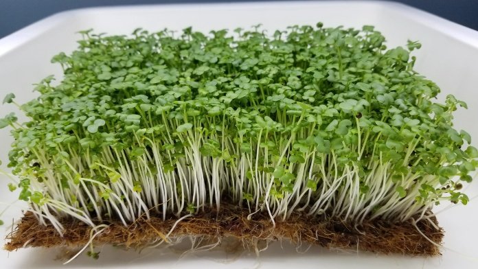 Mustard Sprouts