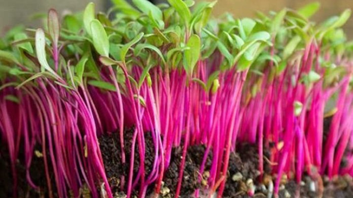 Beet Sprouts